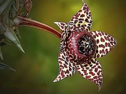 Orbea elegans, the latest species, maybe already extinct