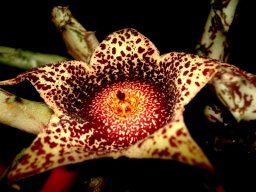 Orbea hardyi flower