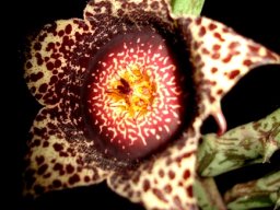Orbea hardyi flower spots and shades