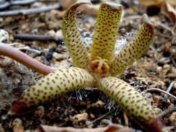 Orbea maculata subsp. maculata