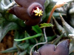 Orbea umbracula flowers
