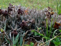 Orbea umbracula