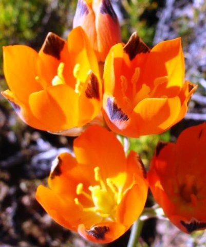 Ornithogalum maculatum