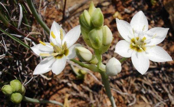 Ornithogalum thyrsoides