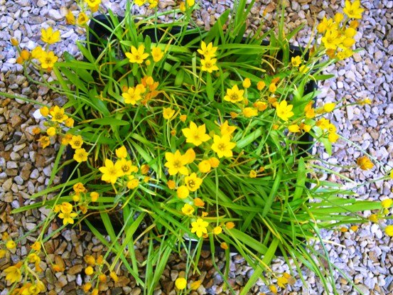 Ornithogalum dubium lance-shaped leaves 