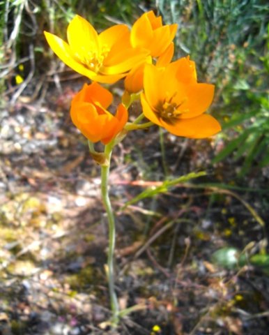 Ornithogalum dubium