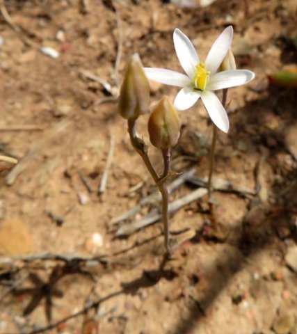 Ornithogalum pilosum