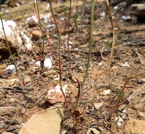 Ornithogalum pilosum leaves