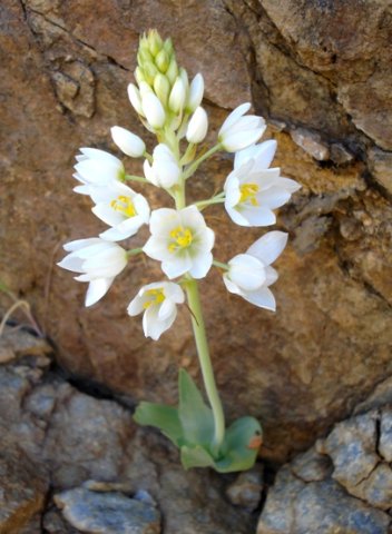Ornithogalum pruinosum