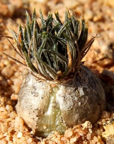 Ornithogalum sardienii leaves and bulb