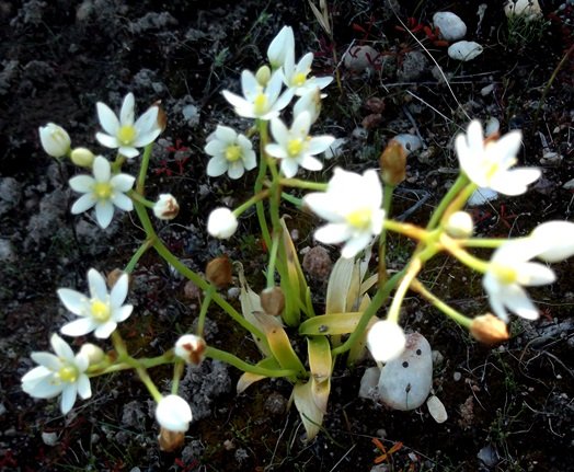 Ornithogalum strictum