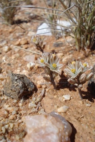 Ornithogalum toxicarium