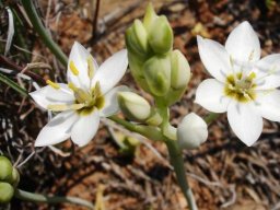 Ornithogalum thyrsoides