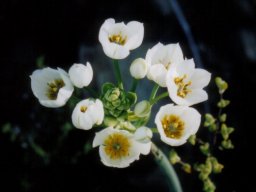 Ornithogalum dubium raceme
