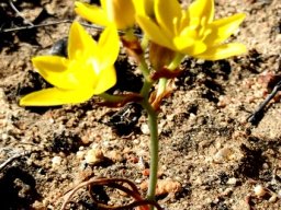 Ornithogalum dubium dry leaves at bloomtime