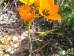 Ornithogalum dubium