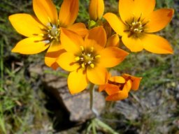 Ornithogalum dubium dark eyes