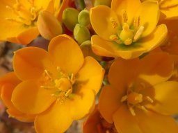 Ornithogalum dubium flowers