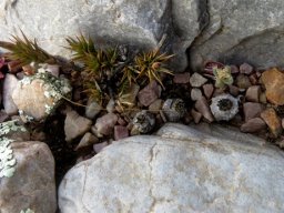 Ornithogalum sardienii in a row, not planted