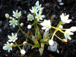 Ornithogalum strictum