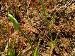Ornithogalum strictum preparing to bloom