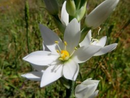 Ornithogalum strictum flower