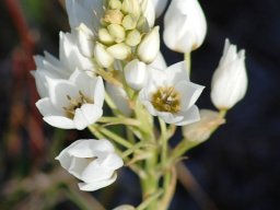 Ornithogalum thyrsoides inflorescence structure