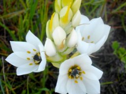 Ornithogalum thyrsoides flowers