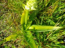 Ornithogalum thyrsoides leaves