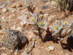 Ornithogalum toxicarium