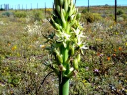 Ornithogalum xanthochlorum