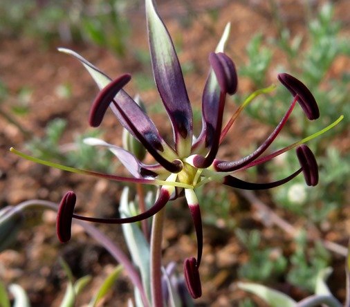 Ornithoglossum parviflorum var. parviflorum flower