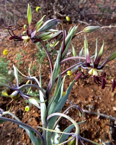 Ornithoglossum parviflorum var. parviflorum inflorescence