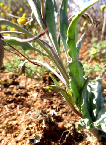 Ornithoglossum parviflorum var. parviflorum leaves