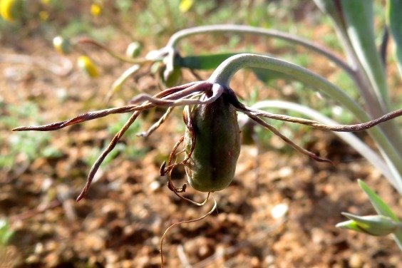 Ornithoglossum parviflorum var. parviflorum green fruit