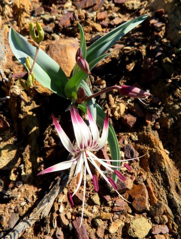 Ornithoglossum