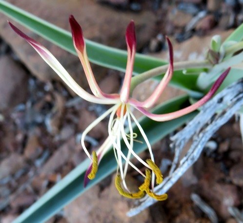 Ornithoglossum undulatum golden anthers