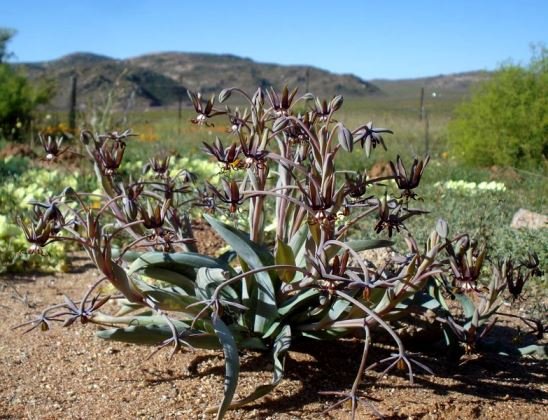 Ornithoglossum vulgare clump