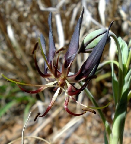 Ornithoglossum vulgare old flower