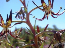 Ornithoglossum vulgare, the Karoo slangkop