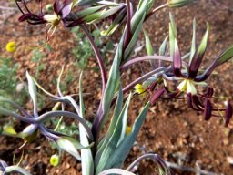 Ornithoglossum parviflorum var. parviflorum inflorescence
