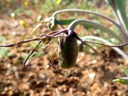 Ornithoglossum parviflorum var. parviflorum green fruit