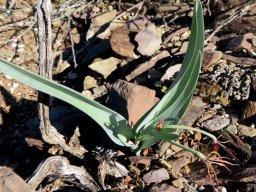 Ornithoglossum undulatum when flowering is over