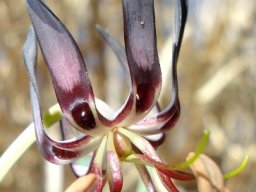Ornithoglossum vulgare flower