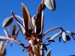 Ornithoglossum vulgare buds up top