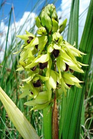 Orthochilus foliosus inflorescence