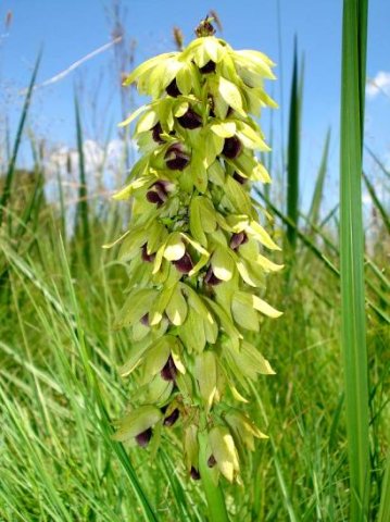 Orthochilus foliosus