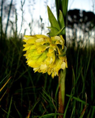 Orthochilus leontoglossus 