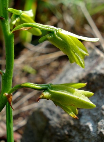 Orthochilus chloranthus short spurs