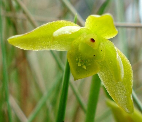 Orthochilus chloranthus flower